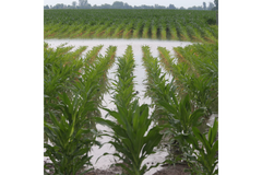 Image Flooded cornfield.